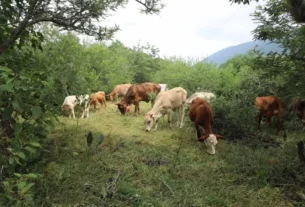 Realizan demostracion del programa Ganaderia Sustentable en Arroyo Seco 2