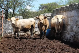 Ganaderia Sustentable proyecto estrategico para mejorar condiciones del campo queretano 2