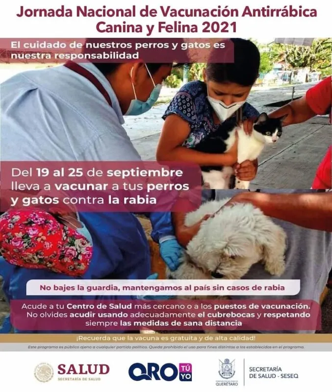 Realizaran Jornada Nacional de Vacunacion Antirrabica Canina y Felina 2021 en el estado de QRO scaled
