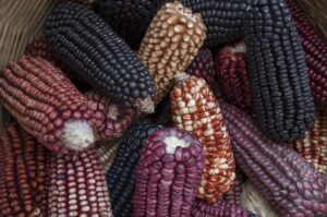 UAQ promueve la preservación del maíz en Amealco