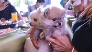 Anuncian la Expo Canina Querétaro 2022