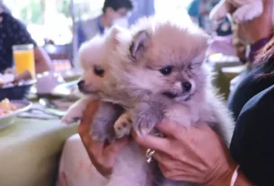 Anuncian la Expo Canina Queretaro 2022 2