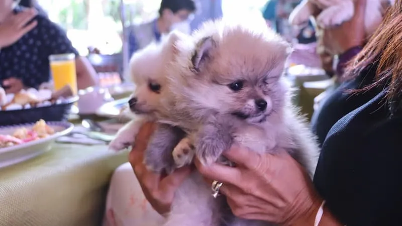 Anuncian la Expo Canina Queretaro 2022 2