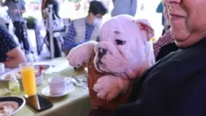 Anuncian la Expo Canina Querétaro 2022 2 Anuncian la Expo Canina Querétaro 2022