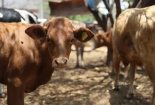 SEDEA encabeza campana de vacunacion a bovinos en Tequisquiapan 2