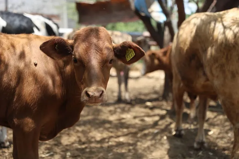 SEDEA encabeza campana de vacunacion a bovinos en Tequisquiapan 2