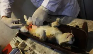 Sin vigencia convenio entre mpio de Corregidora y AQUANIMALS