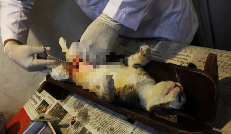Sin vigencia convenio entre mpio de Corregidora y AQUANIMALS