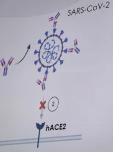 Vacuna de la UAQ avanza a fase preclínica 3 Vacuna de la UAQ avanza a fase preclínica