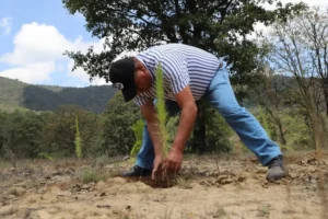 Ejido Perales recibe 518 mil pesos para Jornada de Reforestación 2 Ejido Perales recibe 518 mil pesos para Jornada de Reforestación