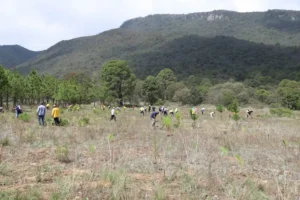 Ejido Perales recibe 518 mil pesos para Jornada de Reforestación 3 Ejido Perales recibe 518 mil pesos para Jornada de Reforestación