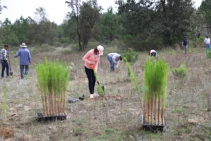 Ejido Perales recibe 518 mil pesos para Jornada de Reforestación 4 Ejido Perales recibe 518 mil pesos para Jornada de Reforestación
