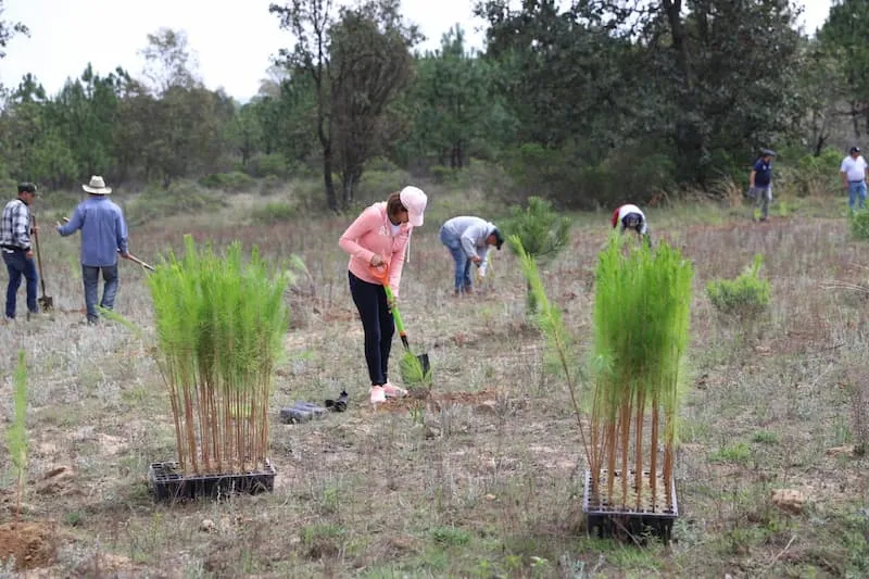 Ejido Perales recibe 518 mil pesos para Jornada de Reforestacion 3