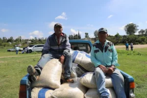 SEDEA entregó 44 toneladas de maíz para consumo humano en Corregidora 2 SEDEA entregó 44 toneladas de maíz para consumo humano en Corregidora