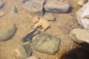 SEDEA entregó apoyos a productores acuícolas y pesca del semidesierto de Querétaro 2 SEDEA entregó apoyos a productores acuícolas y pesca del semidesierto de Querétaro
