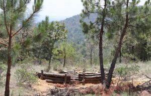 SEDEA supervisa restauración Integral de Suelos Forestales en Ejido Perales
