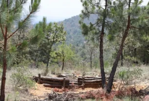 SEDEA supervisa restauracion Integral de Suelos Forestales en Ejido Perales 2 1