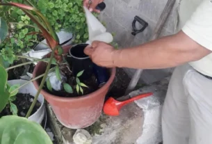 SESEQ conmemora el Dia Internacional contra el Dengue 1