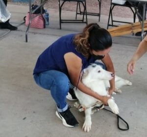 SESEQ prepara Jornada Nacional de Vacunación Antirrábica Canina y Felina 2022 en el estado de Querétaro