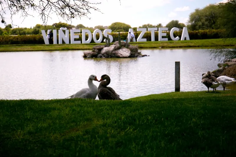 Vinedos Azteca en Ezequiel Montes presentara La Vendimia mas Mexicana 2