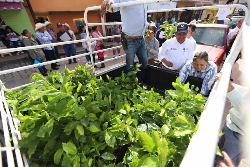SEDEA impulsa la produccion de cafe en la Sierra Gorda de Queretaro 2