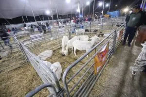 SEDEA inaugura Feria Artesanal, Cultural y Ganadera Huimilpan 2022