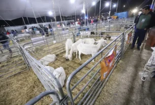 SEDEA inaugura Feria Artesanal Cultural y Ganadera Huimilpan 2022
