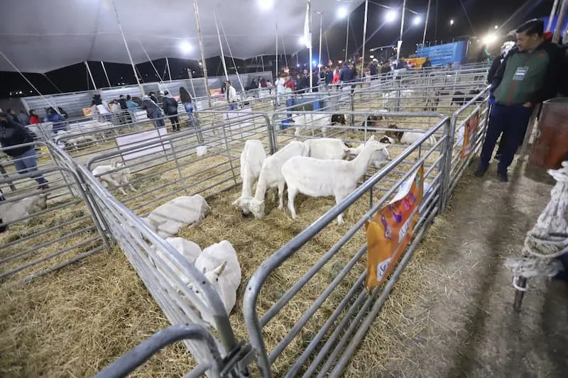 SEDEA inaugura Feria Artesanal Cultural y Ganadera Huimilpan 2022