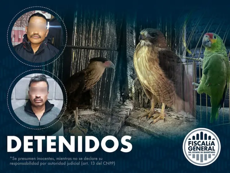 Dos detenidos con dosis de drogas y aves exoticas en Queretaro