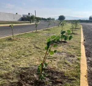 Gobierno Municipal e iniciativa privada hacen equipo con Programa Adopta un Camellón 3 Gobierno Municipal e iniciativa privada hacen equipo con Programa Adopta un Camellón