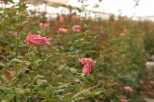 San Juan del Río tendrá Segunda Edición del Festival de las Rosas en El Organal 2 1000939723